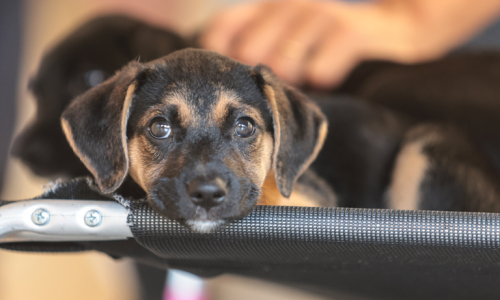 Capacitação de servidores no combate aos crimes de maus-tratos contra animais