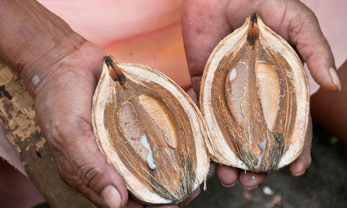 Núcleos de Desenvolvimento da Sociobioeconomia na Amazônia